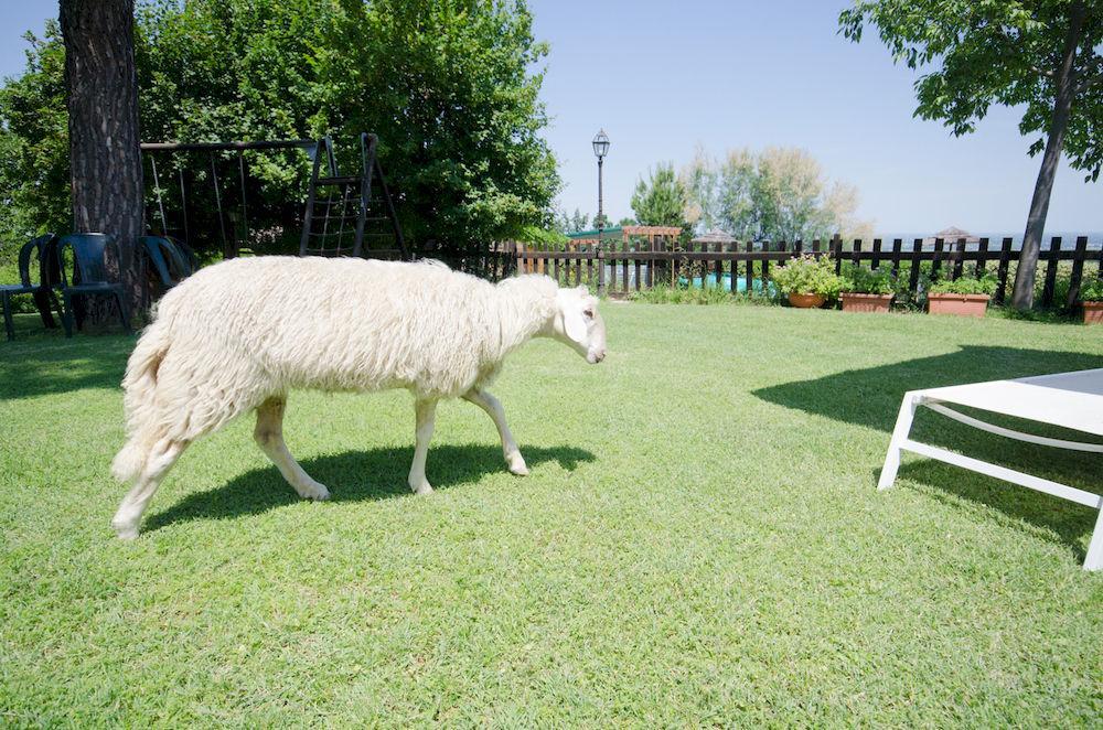Agriturismo Ca'De'Gatti Faenza Eksteriør bilde