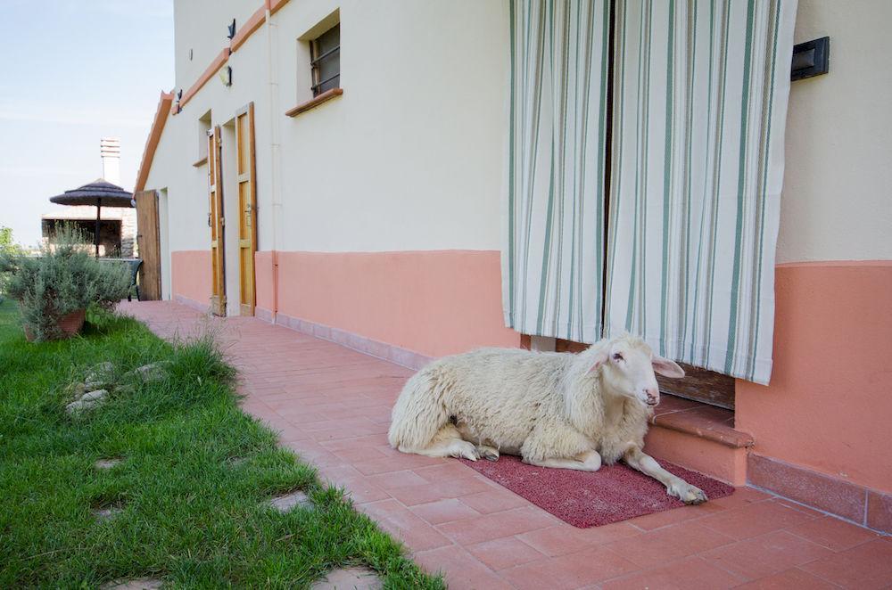 Agriturismo Ca'De'Gatti Faenza Eksteriør bilde